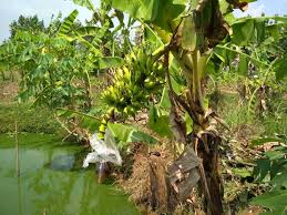 Maybe you would like to learn more about one of these? Membuat Buah Pisang Lebih Besar Berisi Dan Sehat Kompasiana Com