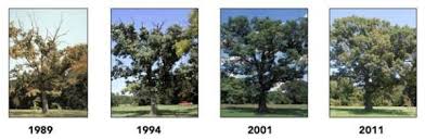 Tree Shrub Growth Regulation Plant Health Solutions