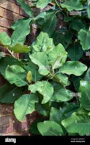 Image result for Magnolia delavayi
