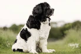Their mother, della, is a bernese mountain dog and their father, stanley, is a poodle. Saint Berdoodle 12 Facts You Most Likely Didn T Know Marvelous Dogs