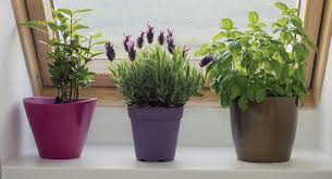 Schimmel in der wohnung durch feuchte wände kann eine mietkürzung rechtfertigen. Heilpflanzen Am Fensterbrett Leben Wohnen