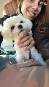 Frey returns home to his mother 🏡🥰 He checks his bag to make sure he  hasn't forgotten anything 😄 #kennel_millotan . . . #maltese #malteseitalia  #love #puppy #dogs #люблюсобак #мальтезе #щенокмальтезе