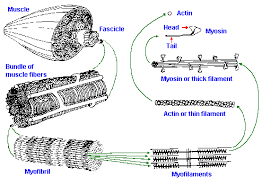 Chapter 14 Muscle Contraction