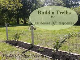 If you are transplanting raspberry bushes from a plant purchased from garden and nursery, then dig a wide. Blackberry Raspberry Trellis Vintage Mountain
