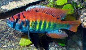 A complete fact sheet, breeding, behavior, and care guide. Get African Cichlids For Sale Philippines Pics Fishtankfacts Com