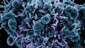 La secretaría de salud estatal señaló que entre los pacientes que han presentado la variante delta, hasta el momento, no se han registrado fallecimientos. Variante Delta E Mais Transmissivel Saiba Tudo Sobre Esta Cepa Do Coronavirus Ciencia Diario Do Nordeste