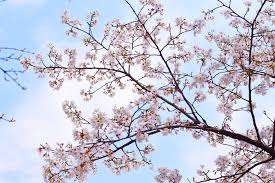 Tons of awesome aesthetic computer sakura wallpapers to download for free. Wallpapers Of Cherry Blossom Beautiful Flowers Gallery