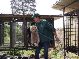 Daniel Henney Interview: Rescuing Dogs from a Korean Meat Farm < ENGLISH  NEWS < 글로벌 < 기사본문 - 뉴스펭귄