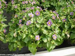 Image result for Exacum