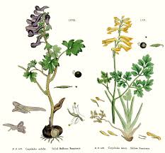 Image result for Fumariaceae