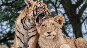 Maybe you would like to learn more about one of these? Diferencias Entre El Leon Y El Tigre