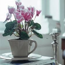 Hier finden sie alle schatten liebenden zimmerpflanzen für zuhause oder büro, ab 60 euro versandkostenfrei, frisch von den besten niederländischen züchtern geliefert. Schone Zimmerpflanzen Living At Home