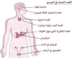 أنواع الغدد في جسم الإنسان مقدمة استشاري تغذية ونفسية فيسبوك