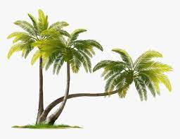 The collection of coconut trees.perfume. Coconut Tree Png Download Image Coconut Tree Images Png Transparent Png Transparent Png Image Pngitem