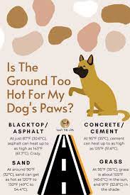 Pin On Pet Safety