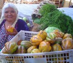 Image result for Vasconcellea pubescens