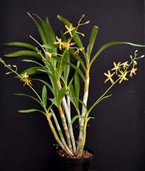 Image result for Ansellia africana