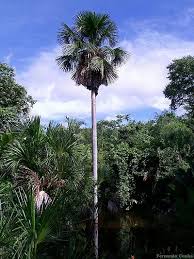 Image result for Chironia flexuosa