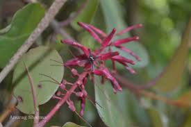 Image result for Helixanthera