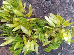 Image result for Dalbergia bracteolata