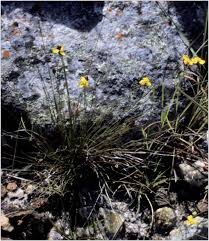 Image result for Xyris capensis