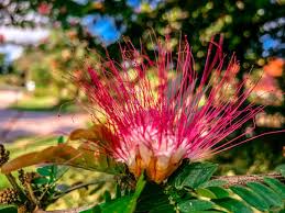 Image result for Malvaceae subfamily Bombacoideae