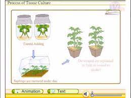 On the lonza bioscience website, you will find plant the cells and incubate until a maximum cell density is achieved. Tissue Culture Techniques Youtube
