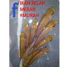 Tinjauan mendapati harga ikan kelah merah naik mendadak rm450 hingga rm500 sekilogram berbanding rm380 sekilogram sebelum ini. Ikan Kelah Merah Murah Home Facebook