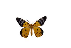 Image result for Dysphania procera