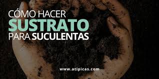 4 ¿cómo hacer tierra para cactus casera? Como Hacer Sustrato Para Suculentas Atipicas Suculentas