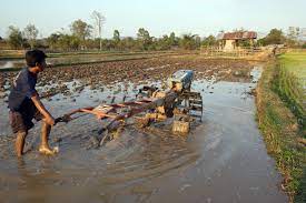 Padi dalam bahasa latin disebut oryza sativa l. Teknologi Penanaman Padi Di Luar Asean Myrokan