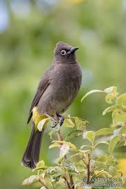 Gauteng Garden Birds Of South Africa Cape Bulbul In 2020 Bulbul Colorful Birds Animals And Pets