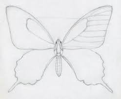 Pin On Butterfly