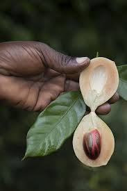 Pin On Seeds Seed Pods
