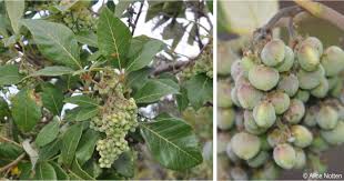 Image result for Searsia tenuinervis