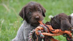 High quality landos quartier latin daughter mated. Wirehaired Pointing Griffon Price Temperament Life Span