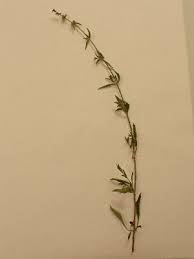 Image result for Stachys aculeolata