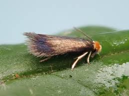 Image result for Stigmella anomalella