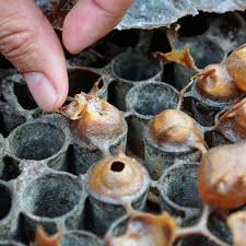 Bee research association limited, london. Menariknya Bercuti Di Baling Kedah Ladang Kelulut Desa Lestari Dan Rumah Ndoi Ulu Legong Ben Ashaari