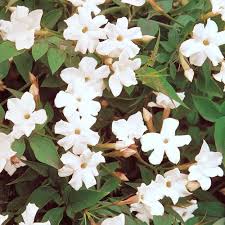 Image result for Jasminum schimperi