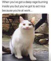 How To Treat A Woman 7 Relationship Advice You Need To Know Funny Cat Memes Funny Animal Memes Animal Jokes