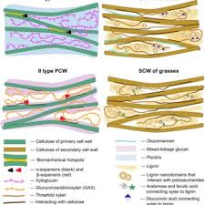  parenchyma cells are usually depicted as the typical plant cell because they are not very specialized. Different Types Of Plant Cell Wall Models May Not Be To Scale Based Download Scientific Diagram