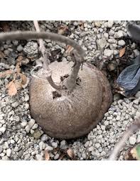 Image result for Cyphostemma adenocaule