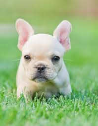 Check spelling or type a new query. A Dog Or A Rabbit Or A Pig Show Your Dogs Image 902245 On Favim Com