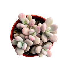 Image result for Ischaemum amethystinum