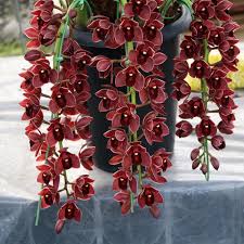 The hex color system is popular in many the cmyk values and percentages for dusty rose pink. Egrow 30pcs Pack Cymbidium Orchid Seeds Dark Red Cymbidium Orchid Bonsai Home Garden Flower Bonsai Indoor Potted Plants On Banggood Cj Affiliate Program Accuweather Shop