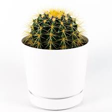 3 how can you help your dog live longer? Tropicalplants Com Golden Barrel Cactus Echinocactus Grusonii Live Plant In 6 In White Contemporary Planter With Built In Saucer Anfcagoldwsa06 The Home Depot