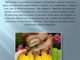 как сделать муравьиную ферму своими руками в домашних условиях Muravinaya Ferma Formikarij V Domashnih Usloviyah Prezentaciya Onlajn