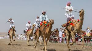 Since ancient times, camel racing has been a popular racing sport in the uae. Al Marmoun Camel Festival 2018 Grand Finale Camel Racing Uae Youtube