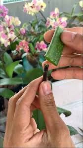Image result for orchid cuttings